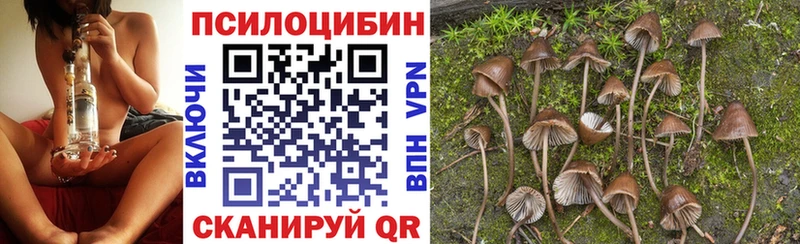 Псилоцибиновые грибы Psilocybe  купить наркотики цена  Грозный 
